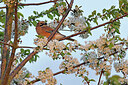 BUITEN BEELD Foto: 450109