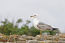 BUITEN BEELD Foto: 450110