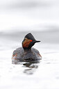 BUITEN BEELD Foto: 450113