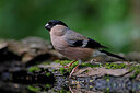 BUITEN BEELD Foto: 450116