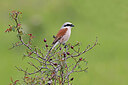 BUITEN BEELD Foto: 450122
