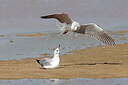 BUITEN BEELD Foto: 450124