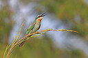 BUITEN BEELD Foto: 450125