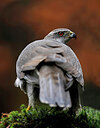 BUITEN BEELD Foto: 450130