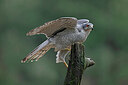 BUITEN BEELD Foto: 450131