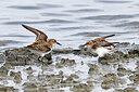 BUITEN BEELD Foto: 450141