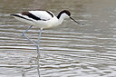 BUITEN BEELD Foto: 450145