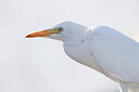 BUITEN BEELD Foto: 450149
