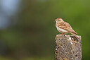 BUITEN BEELD Foto: 450152