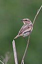 BUITEN BEELD Foto: 450167