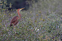 BUITEN BEELD Foto: 450169