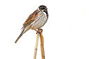 BUITEN BEELD Foto: 450173