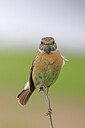 BUITEN BEELD Foto: 450179