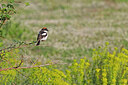BUITEN BEELD Foto: 450180