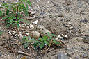 BUITEN BEELD Foto: 450182