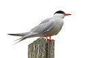 BUITEN BEELD Foto: 450193
