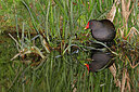 BUITEN BEELD Foto: 450194