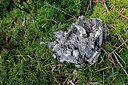 BUITEN BEELD Foto: 450211