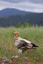 BUITEN BEELD Foto: 450215