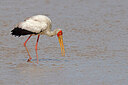 BUITEN BEELD Foto: 450216