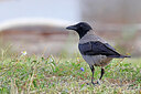 BUITEN BEELD Foto: 450220