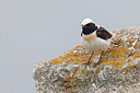 BUITEN BEELD Foto: 450221