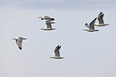 BUITEN BEELD Foto: 450231