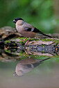 BUITEN BEELD Foto: 450236