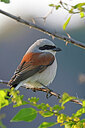 BUITEN BEELD Foto: 450237