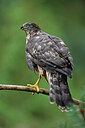 BUITEN BEELD Foto: 450243