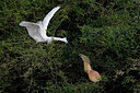 BUITEN BEELD Foto: 450266
