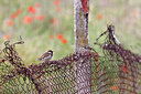 BUITEN BEELD Foto: 450270