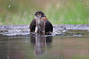 BUITEN BEELD Foto: 450272