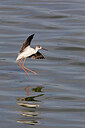 BUITEN BEELD Foto: 450274
