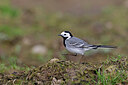 BUITEN BEELD Foto: 450279