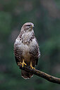 BUITEN BEELD Foto: 450284