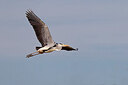BUITEN BEELD Foto: 450286