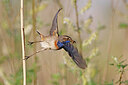 BUITEN BEELD Foto: 450288