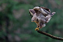 BUITEN BEELD Foto: 450293