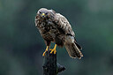 BUITEN BEELD Foto: 450294