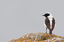 BUITEN BEELD Foto: 450301