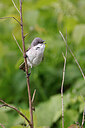 BUITEN BEELD Foto: 450304