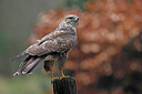 BUITEN BEELD Foto: 450307