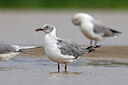 BUITEN BEELD Foto: 450320