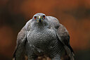 BUITEN BEELD Foto: 450325