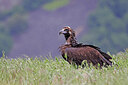 BUITEN BEELD Foto: 450340