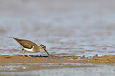 BUITEN BEELD Foto: 450343