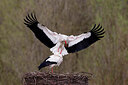 BUITEN BEELD Foto: 450344