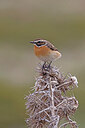 BUITEN BEELD Foto: 450345