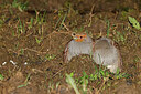 BUITEN BEELD Foto: 450346